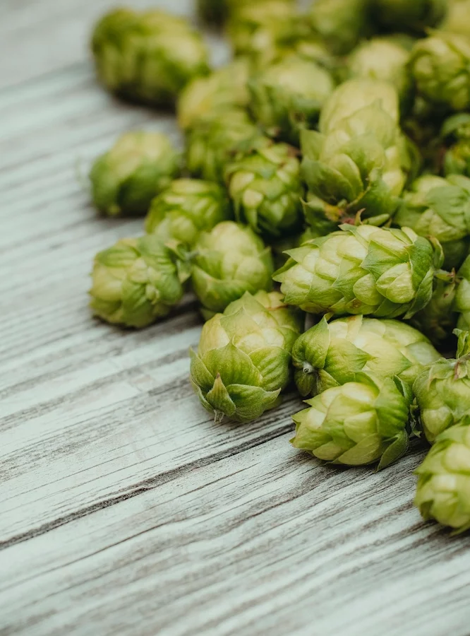 Image d'illustration de houblon